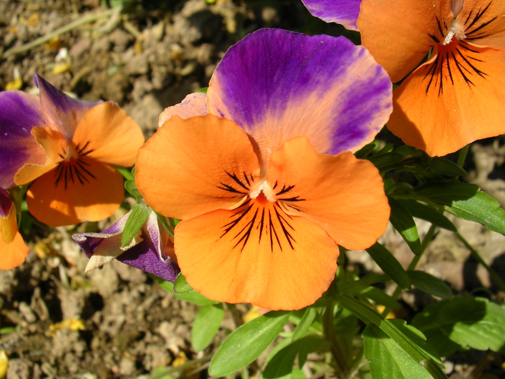 DSCN0448.JPG