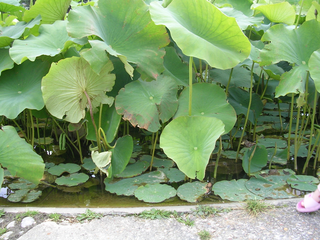 DSCN0642.JPG