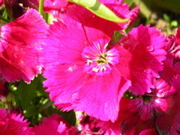 DSCN0098.JPG