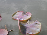 DSCN0107.JPG