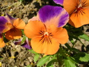 DSCN0448.JPG