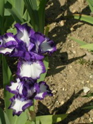 DSCN0110.JPG