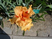 DSCN0118.JPG