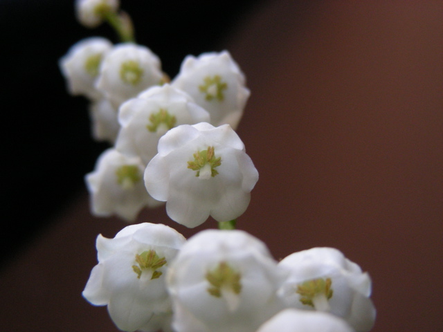 DSCN9722.JPG