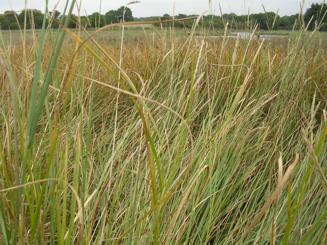 St Armel (marais salans) - Morbihan - 10