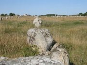Alignements de Carnac - Morbihan - 5