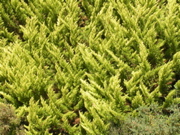Site megalithique - Locmariaquer - 2