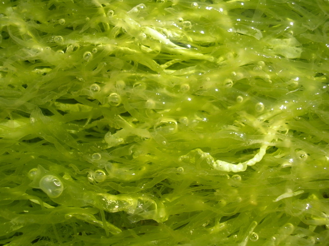 DSCN7227.JPG