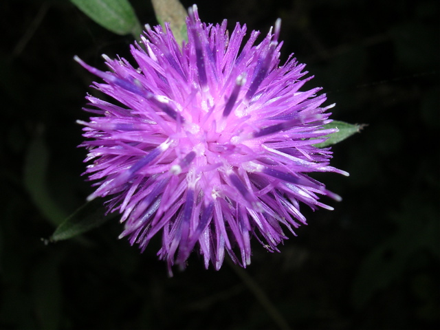 DSCN7011.JPG
