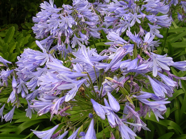 DSCN7037.JPG
