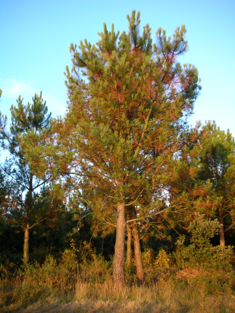 DSCN6754.JPG