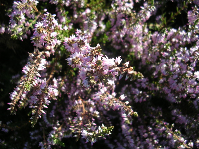 DSCN7241.JPG