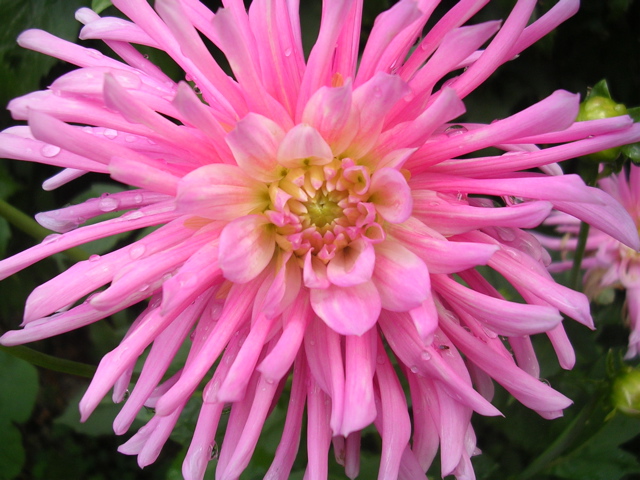 DSCN7244.JPG