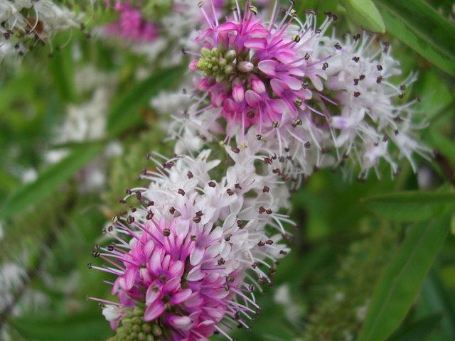 DSCN6726.JPG