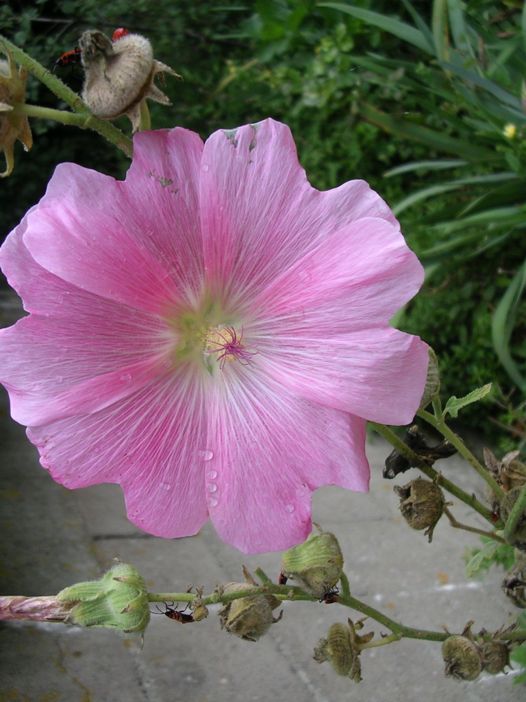 DSCN1443.JPG