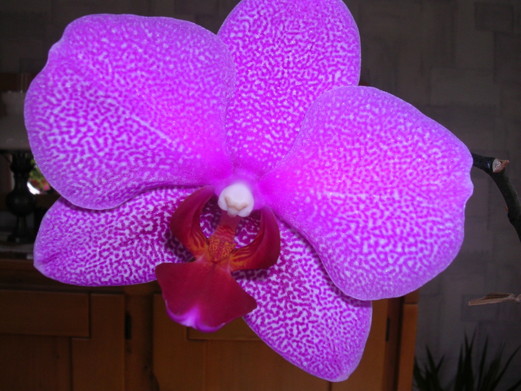 DSCN1460.JPG