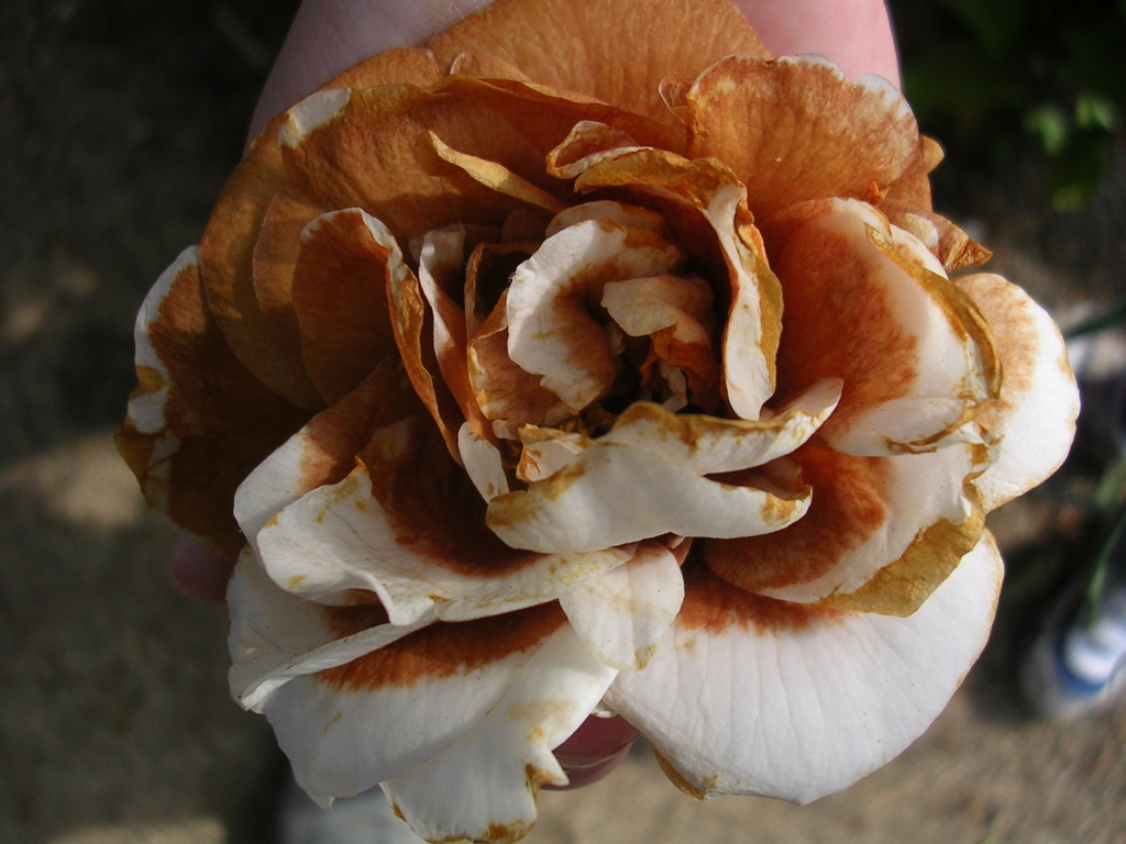 DSCN2887.JPG