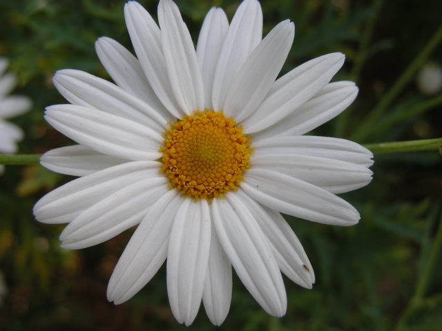 DSCN9667.JPG