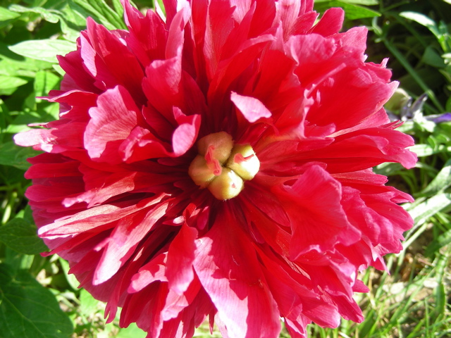 DSCN9658.JPG