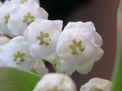 RSCN9721.JPG