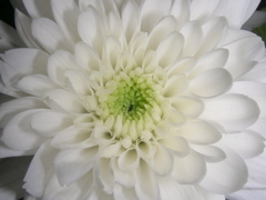 RSCN9735.JPG