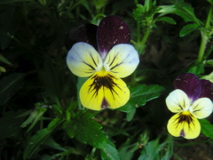 DSCN9738.JPG