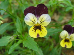 DSCN9739.JPG