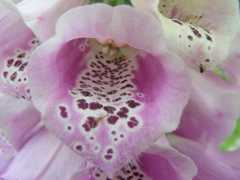 DSCN9742.JPG