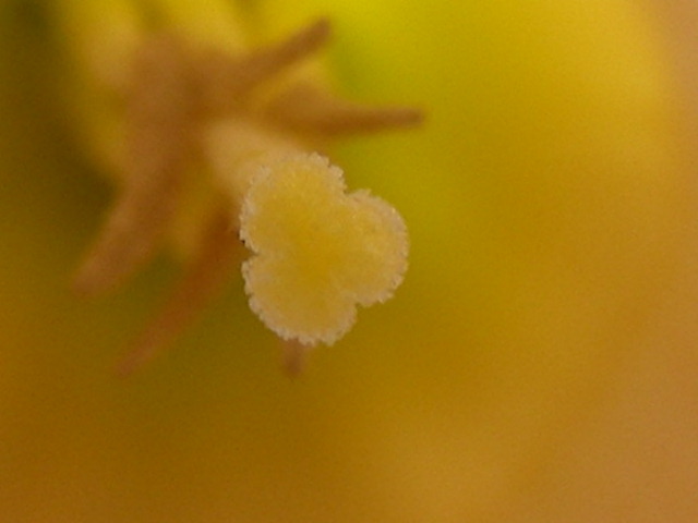 RSCN9190.JPG