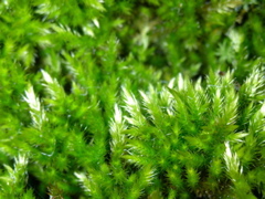 DSCN8953