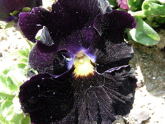 DSCN9230.JPG