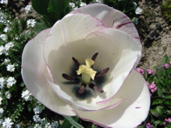 DSCN9231.JPG
