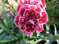DSCN9257.JPG