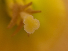RSCN9190.JPG