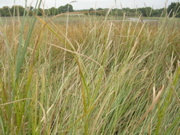 St Armel (marais salans) - Morbihan - 10
