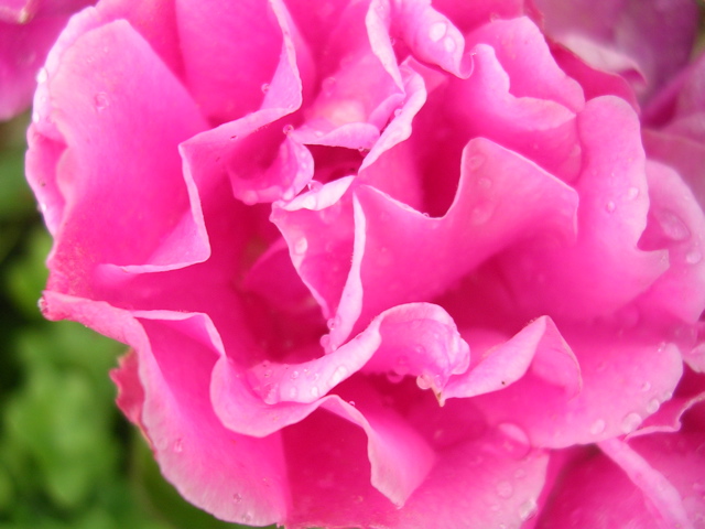 DSCN7030.JPG