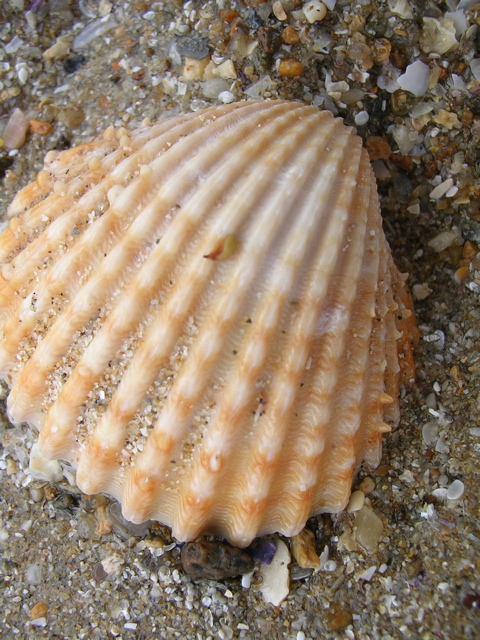 DSCN6722.JPG