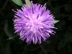 DSCN7011.JPG