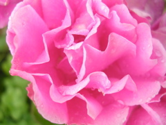 DSCN7030.JPG