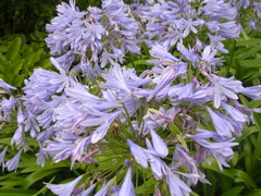 DSCN7037.JPG