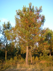 DSCN6754.JPG