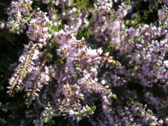 DSCN7241.JPG