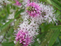 DSCN6726.JPG