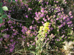 DSCN0290.JPG