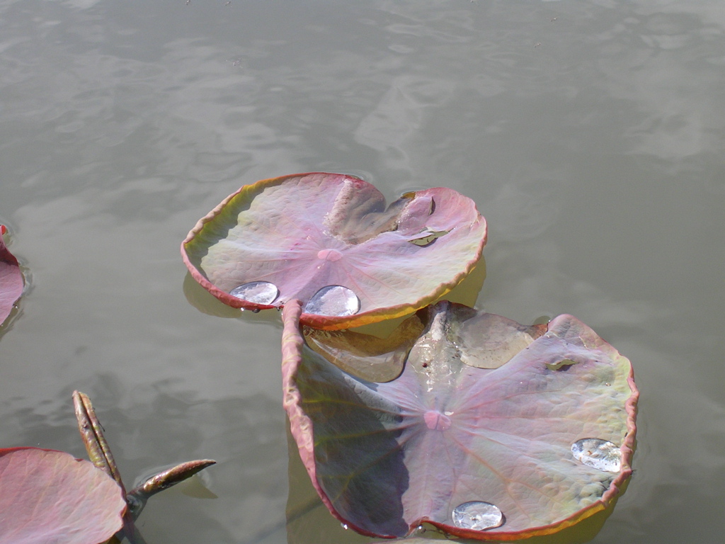 DSCN0107.JPG