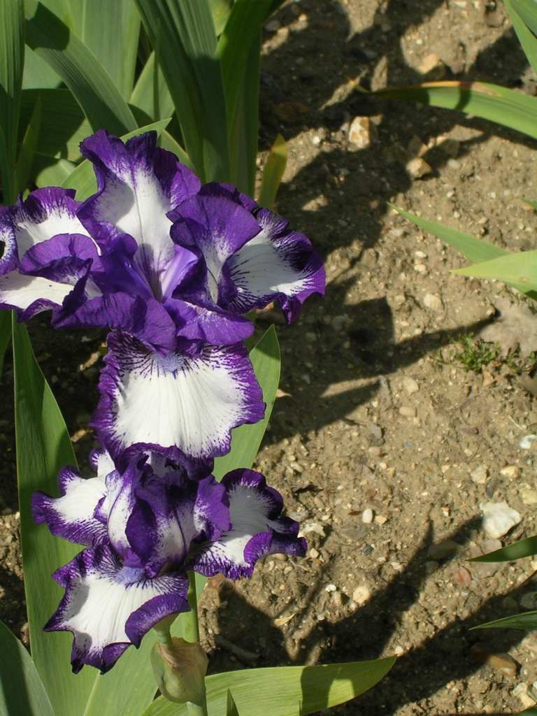 DSCN0110.JPG