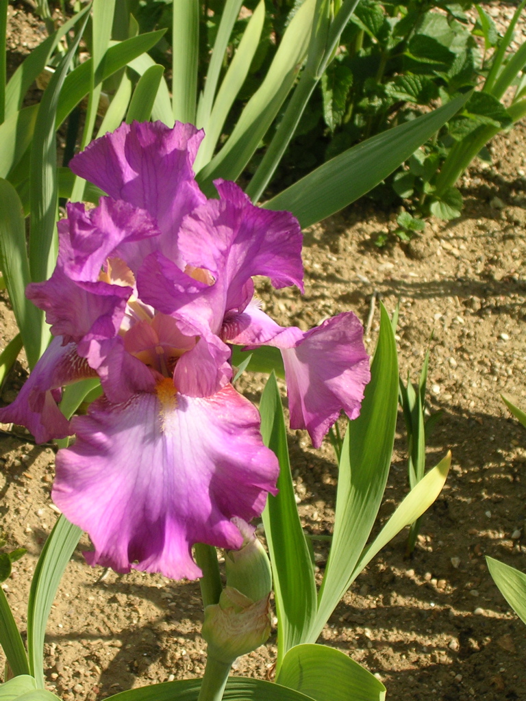 DSCN0113.JPG