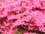 DSCN2889.JPG