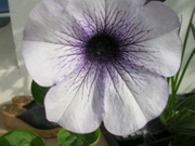 DSCN2912.JPG