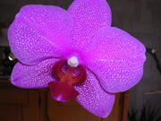 DSCN1460.JPG